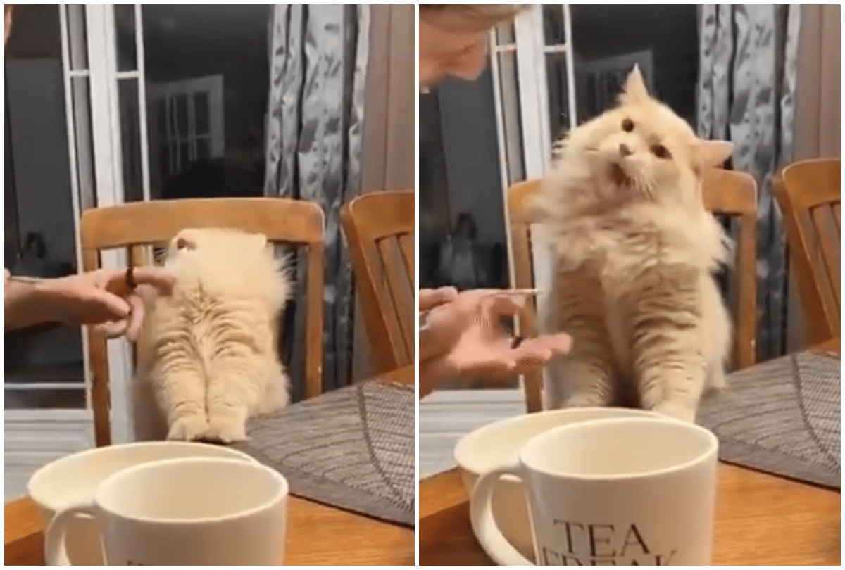 viral video watch cat gave a dramatic reaction after eating ice cream