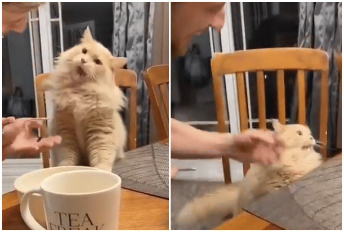 viral video watch cat gave a dramatic reaction after eating ice cream