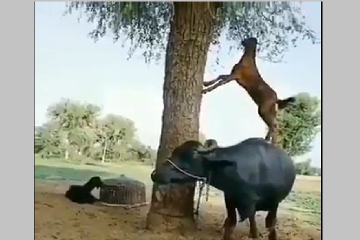This Clever Goat Found A Hilarious Jugaad To Munch On Leaves, video get viral, Watch it