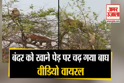 Tiger vs monkey viral video of tiger and monkey on tree