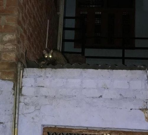Scarecrows roaming on roofs, panic among people