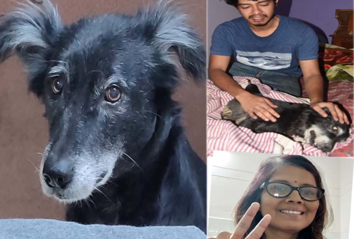 female dog jumps to death after seeing dead body of her owner in kanpur
