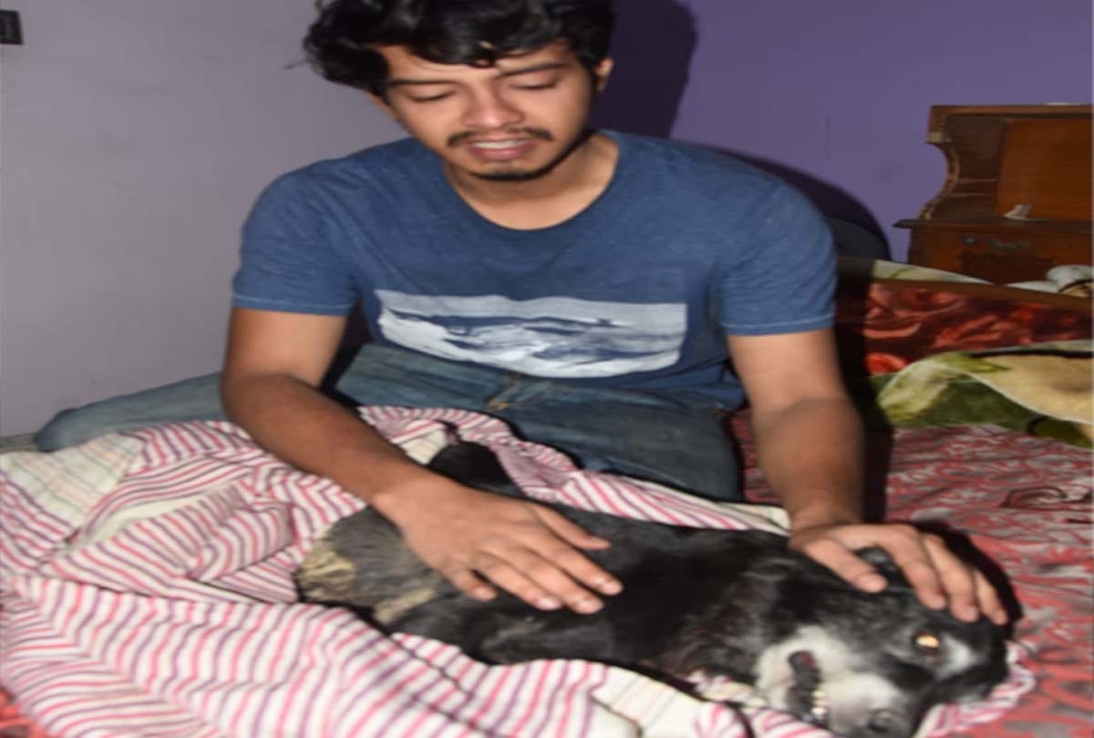 female dog jumps to death after seeing dead body of her owner in kanpur