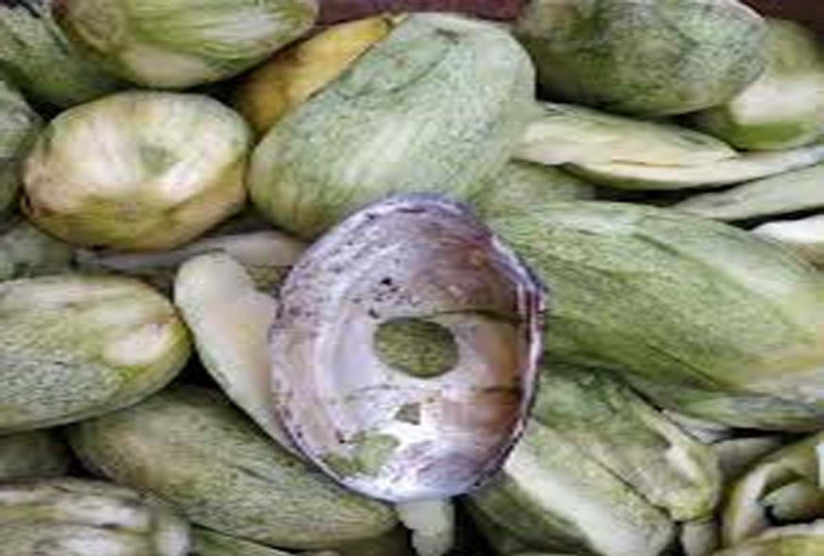 10 tons of oyster recovered from truck in hardoi