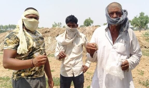 Locust problem in village Lalavas.