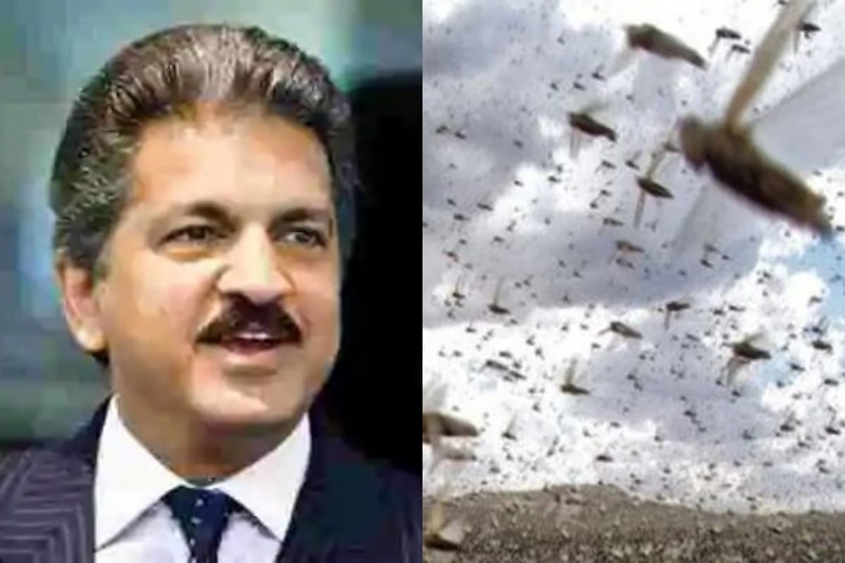 anand mahindra tweet on locust attack in nepal locust kill process ghanashyam bhusal minister nepal