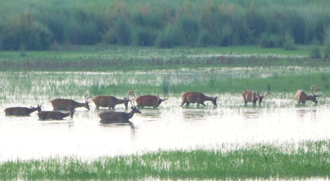 Herds of reindeer show in Hyderpur Wetland