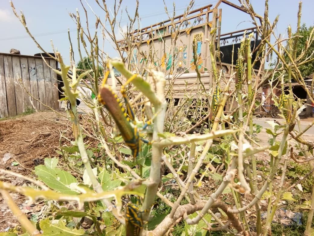 agricultural