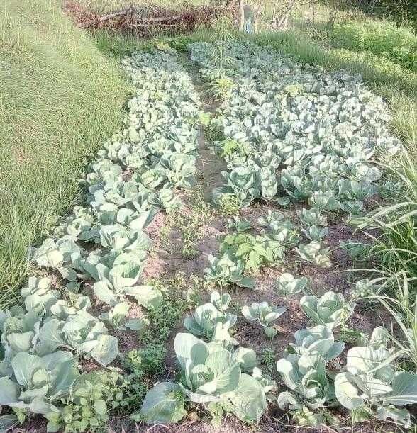 Vegetable waste in Pati area due to worm formation