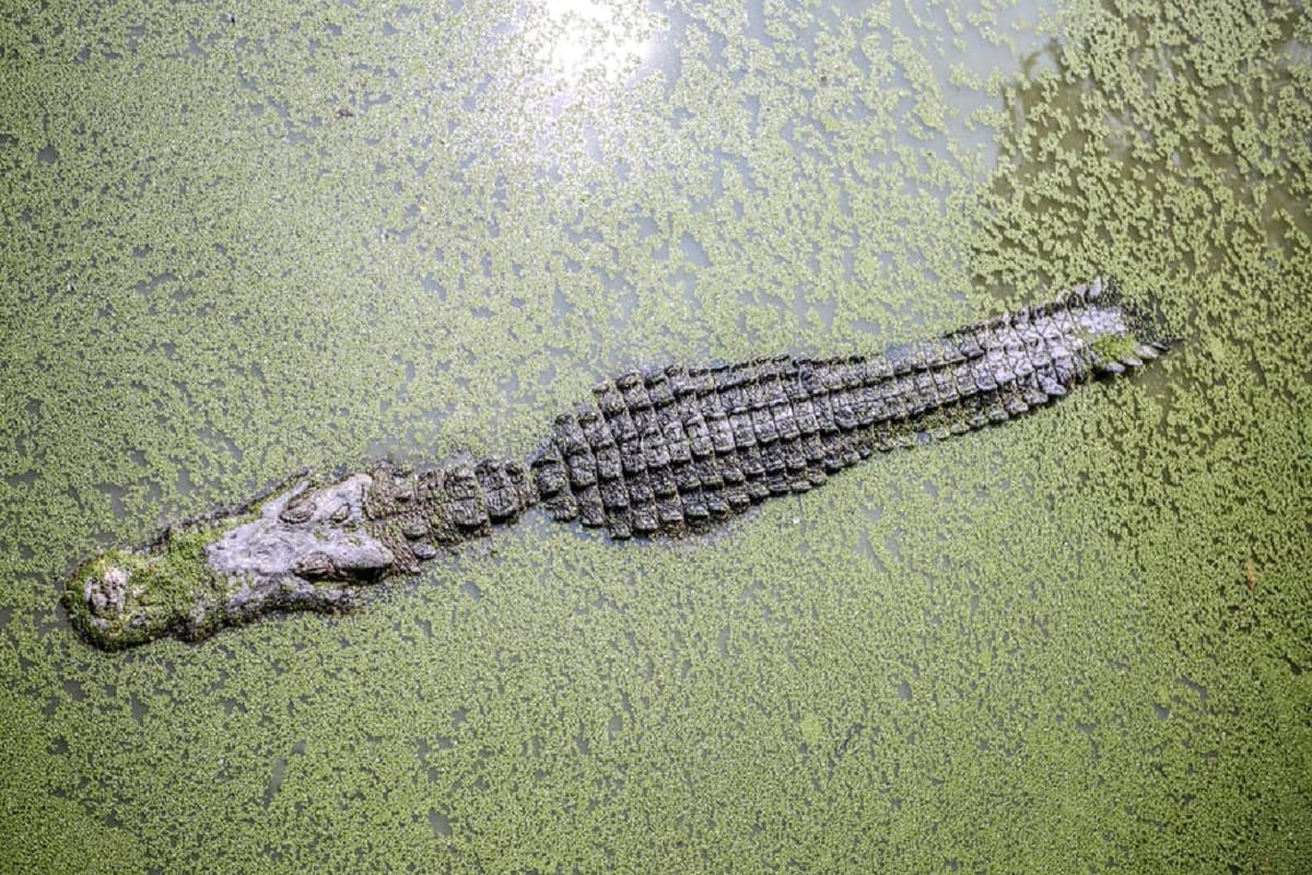 A crocodile has allegedly been killed and eaten by some people at Kaladapalli village in Odisha