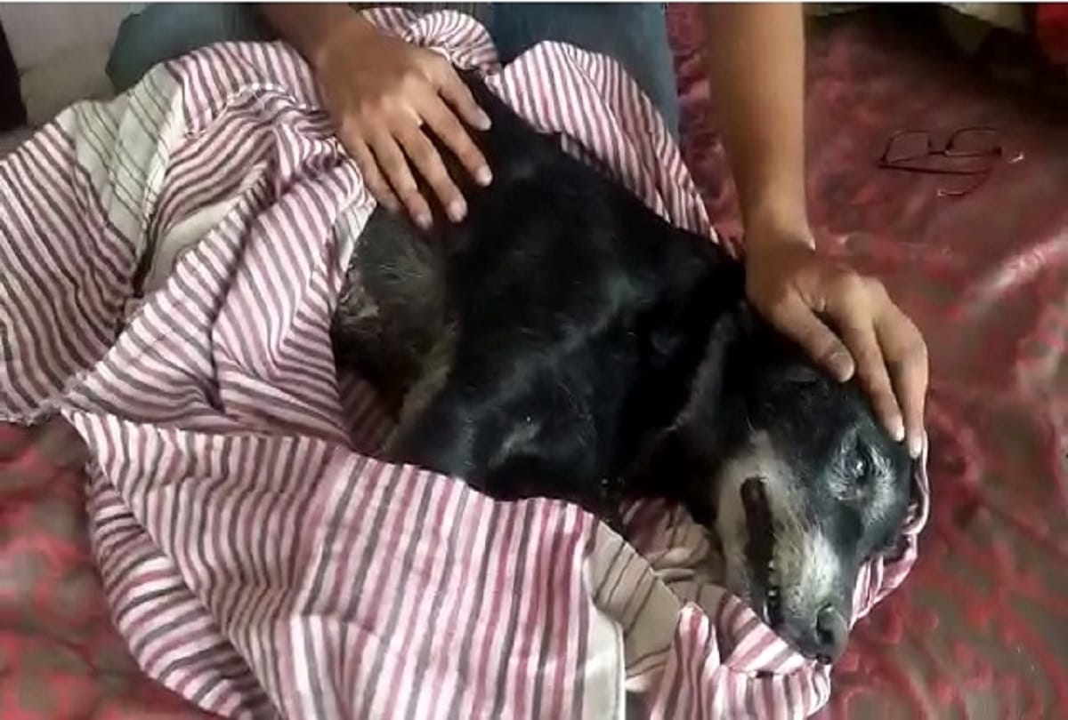 Kanpur fmale dog jumps to death after seeing deadbody of her owner