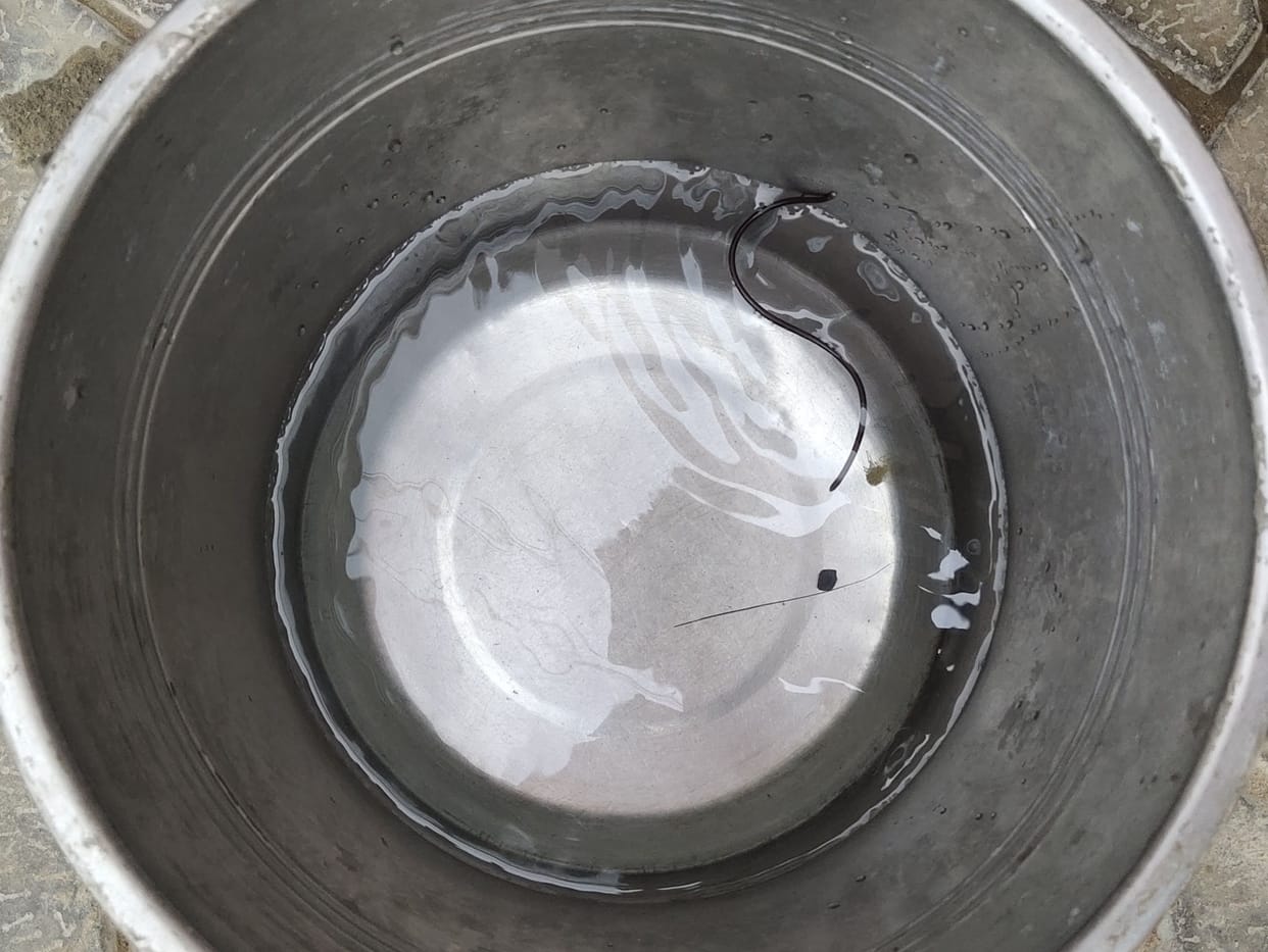 snak in water