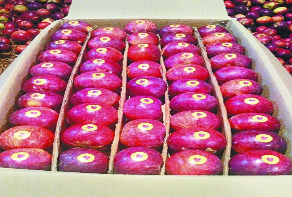 himachal pradesh early variety apple Tydeman gets three times high price as compared to last apple season