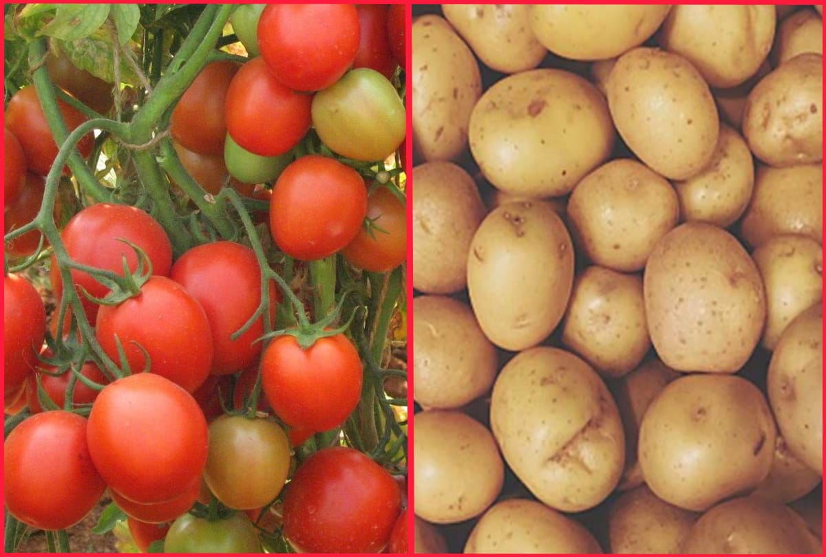 bharwan tamatar recipe quick method to make stuffed tomato