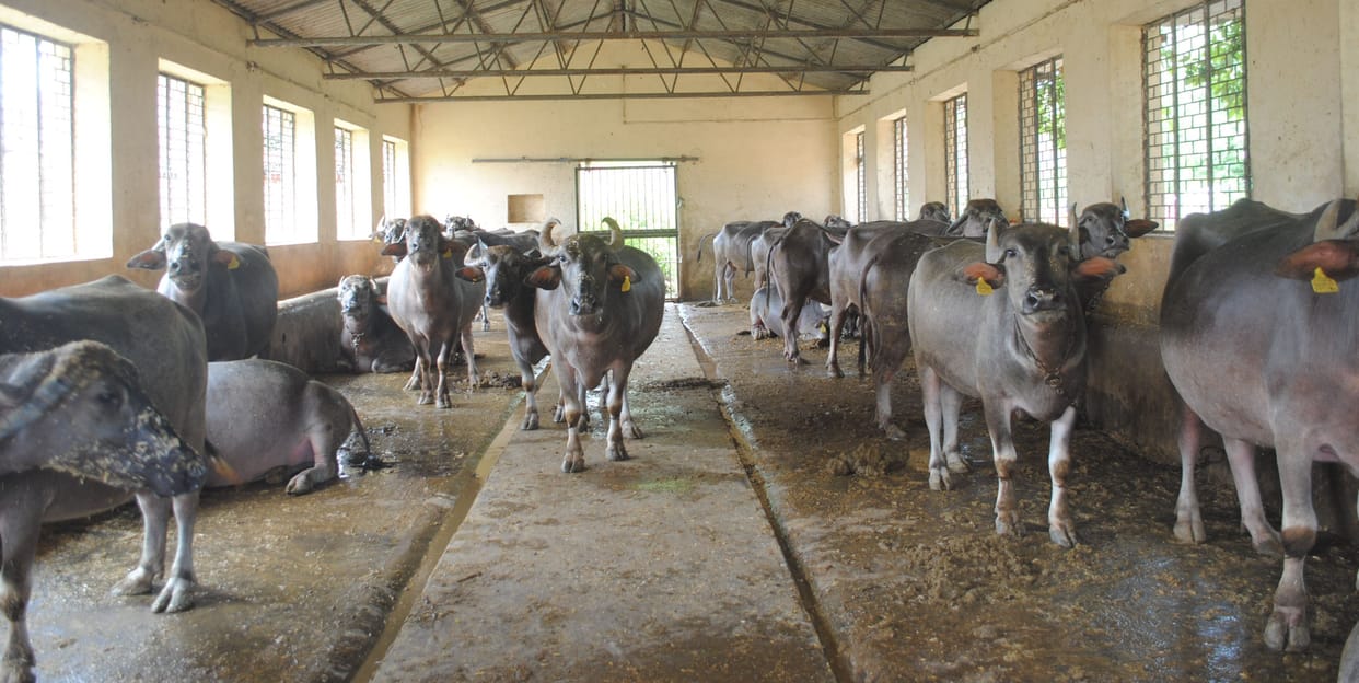 Rugged queen's milk sweetness lost in production race