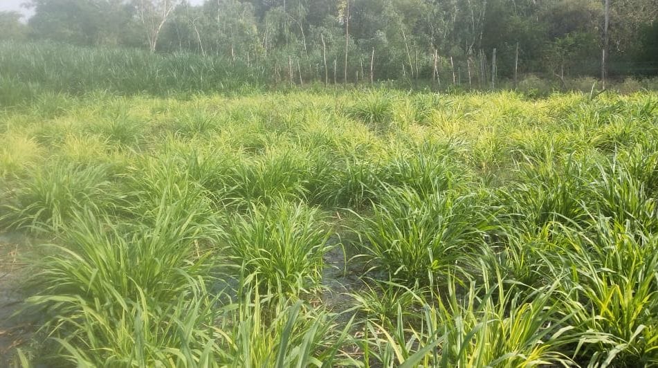 grass se gosala lahlahaygi
