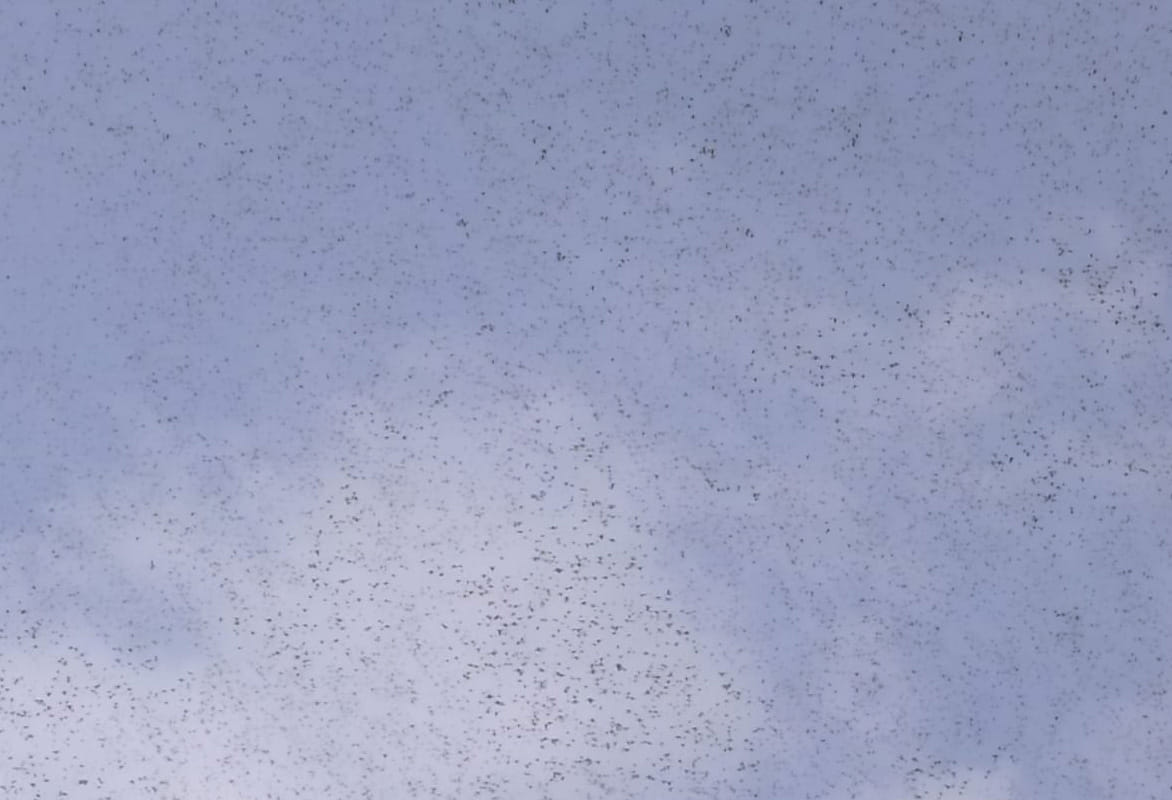 grasshopers attack and destroyed crop