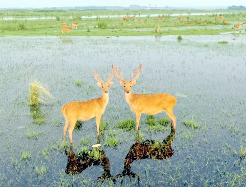 140 Barsingha seen in Hyderpur Wetland