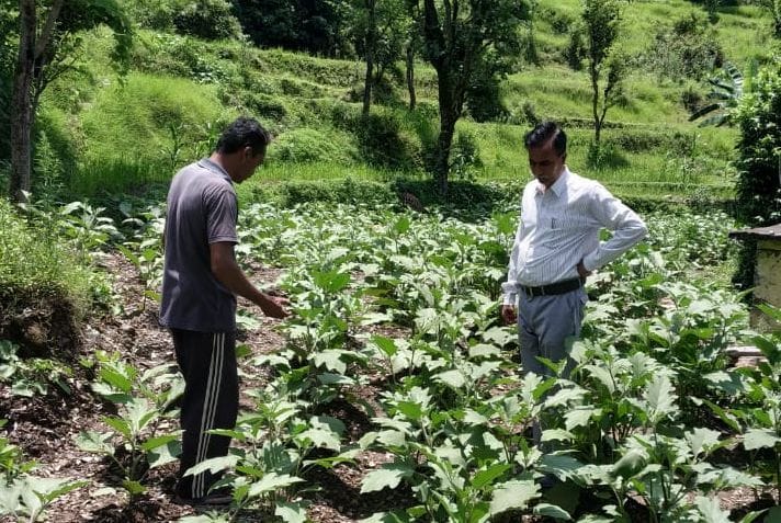 Diaspora are sharing family's hands in vegetable production