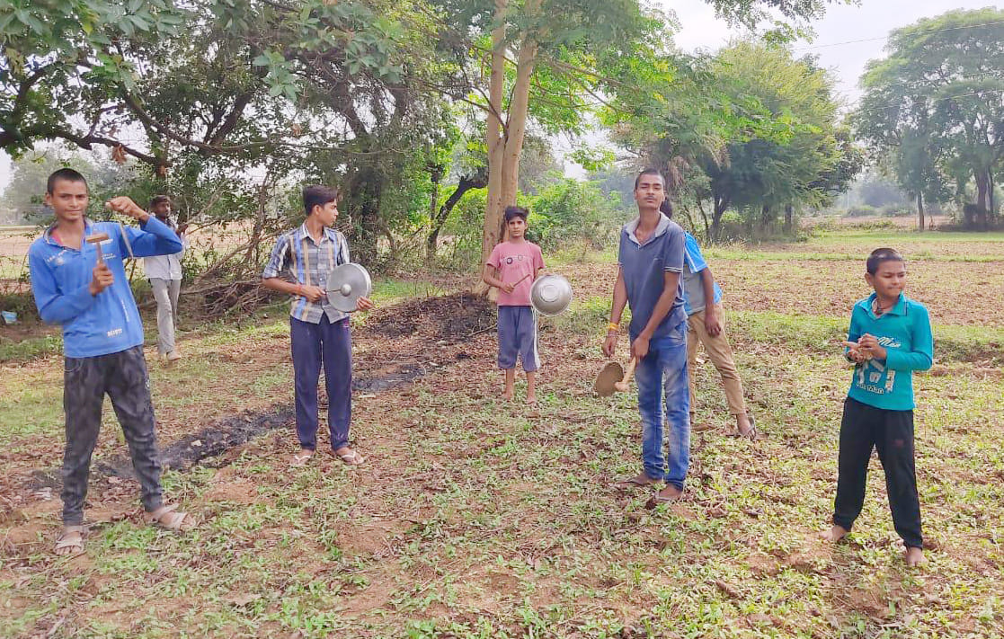 kharif crop destroyed by grasshopers