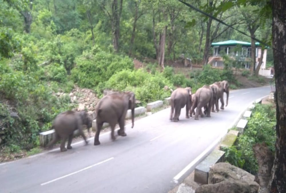 Asian elephant children are equipped with innate sensory system research reveals