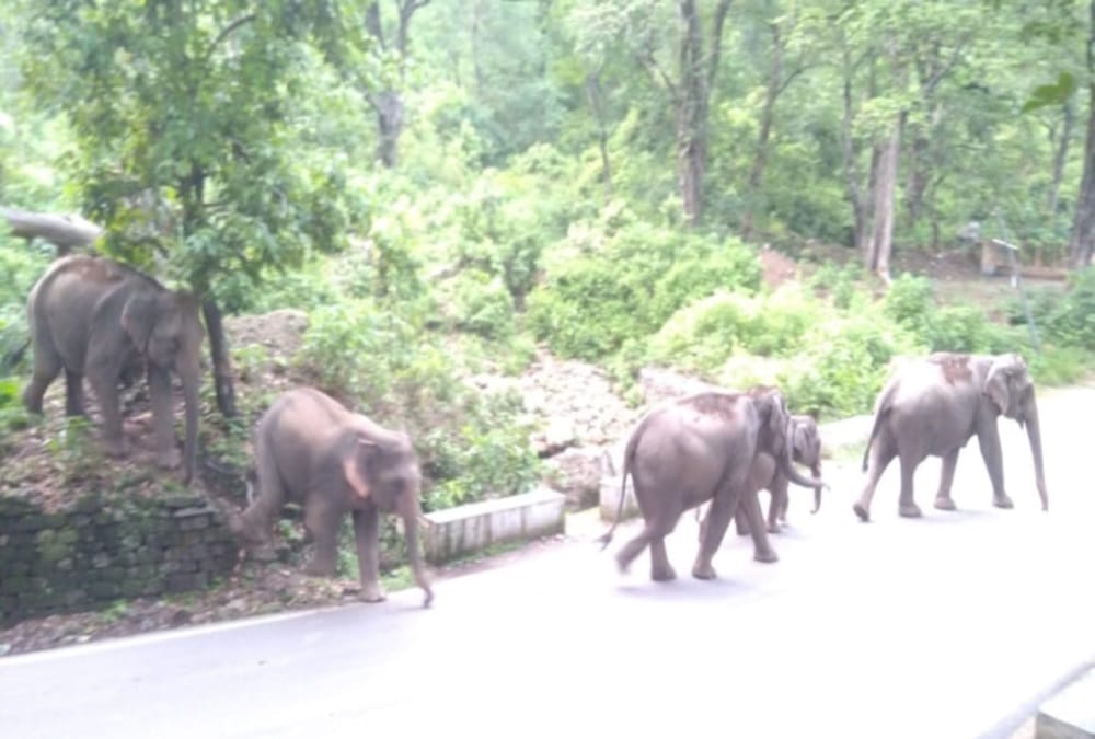 Group of Elephants Arrives On National Highway in Kotdwar, Photos