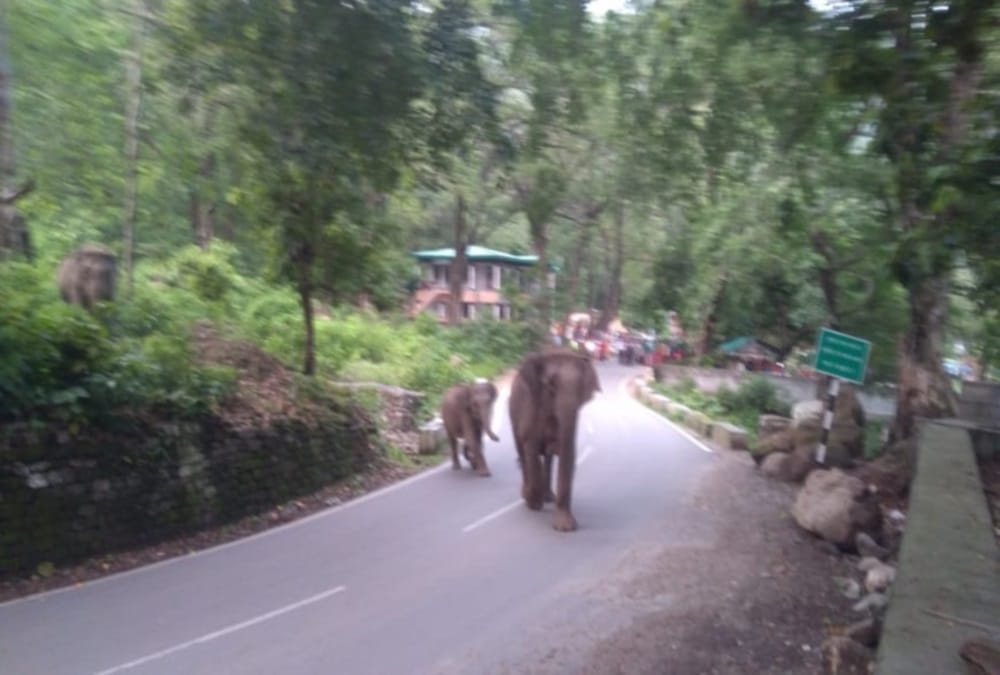 Group of Elephants Arrives On National Highway in Kotdwar, Photos