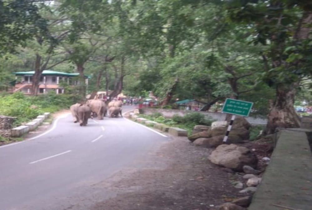 Group of Elephants Arrives On National Highway in Kotdwar, Photos