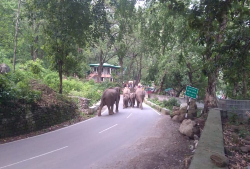 Uttarakhand News: Elephant run behind people on kotdwar pauri highway