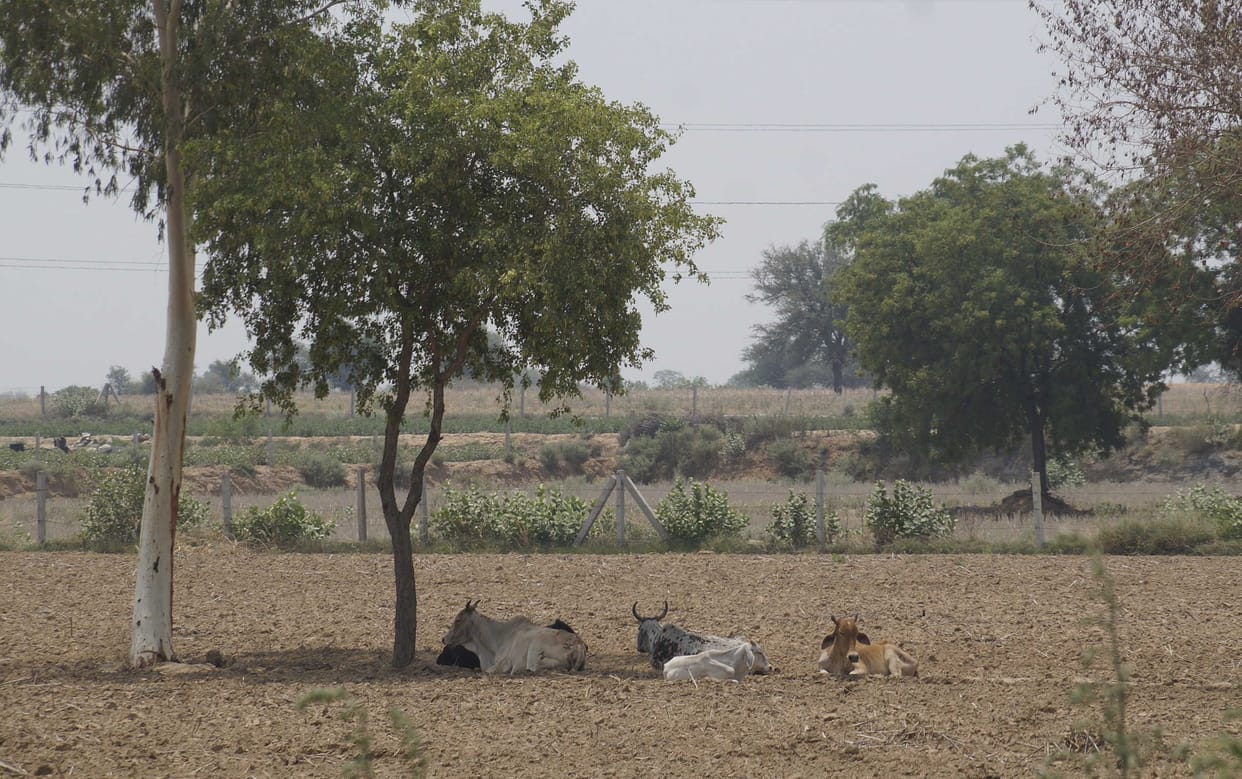 For the third time in 10 years in July, the highest temperature in the earth, Hisar temperature reached 42.6 degrees