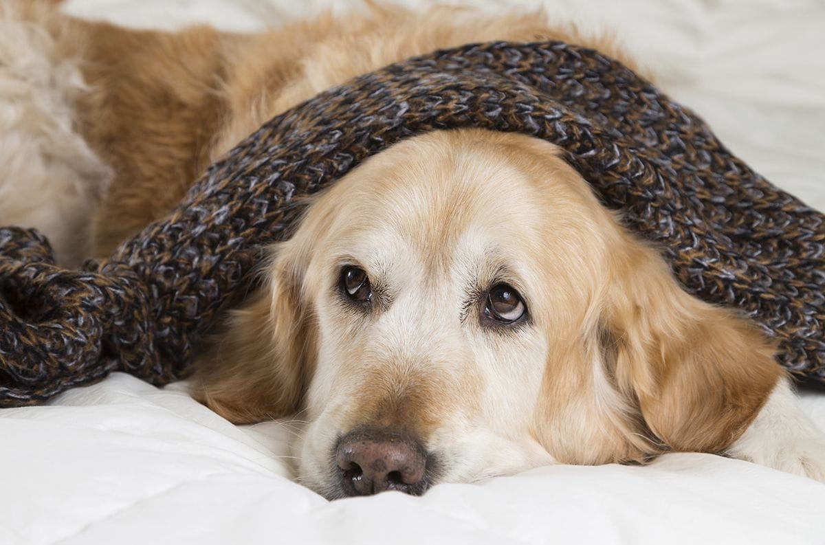 Husband tried to hang him in a dog dispute