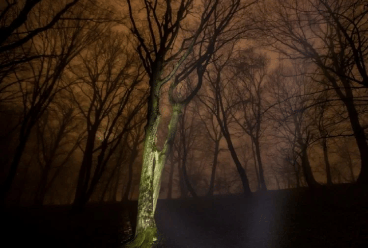 world most mysterious forest hoia baciu transylvania haunted bermuda triangle of romania