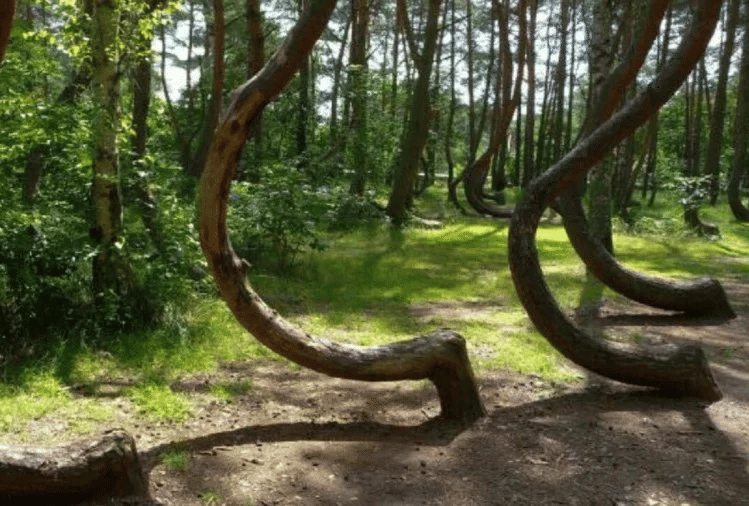 world most mysterious forest hoia baciu transylvania haunted bermuda triangle of romania