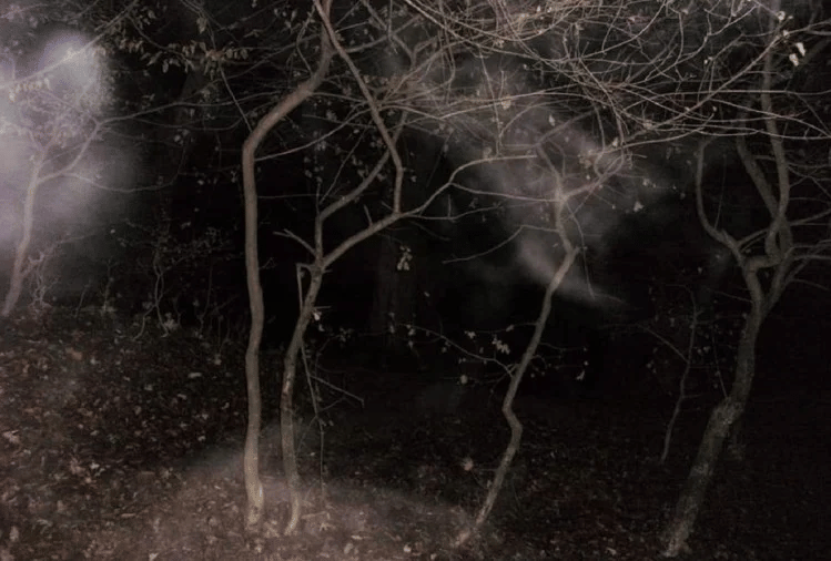 world most mysterious forest hoia baciu transylvania haunted bermuda triangle of romania