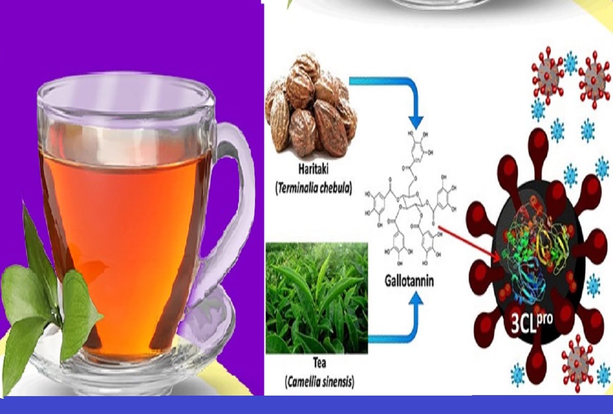 IIT Delhi study Coronavirus: Haritaki and Tea extracts may act as potential therapeutic options against COVID-19: