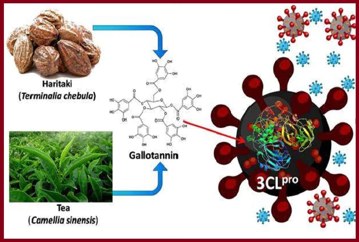IIT Delhi study Coronavirus: Haritaki and Tea extracts may act as potential therapeutic options against COVID-19:
