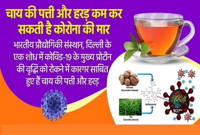 IIT Delhi study Coronavirus: Haritaki and Tea extracts may act as potential therapeutic options against COVID-19: