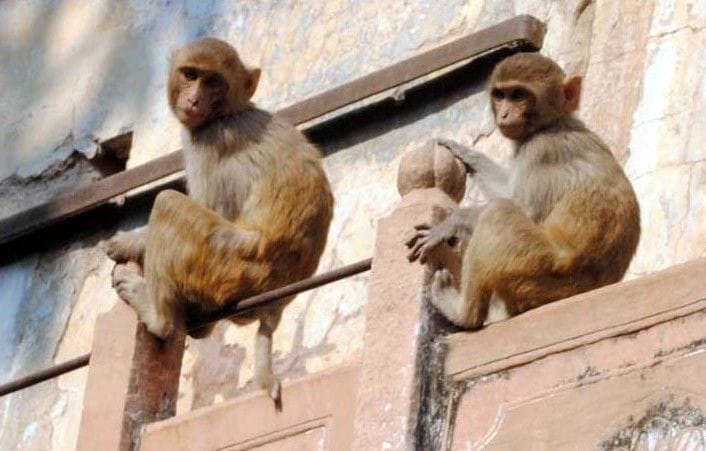 monkey, caught, nagar parishad