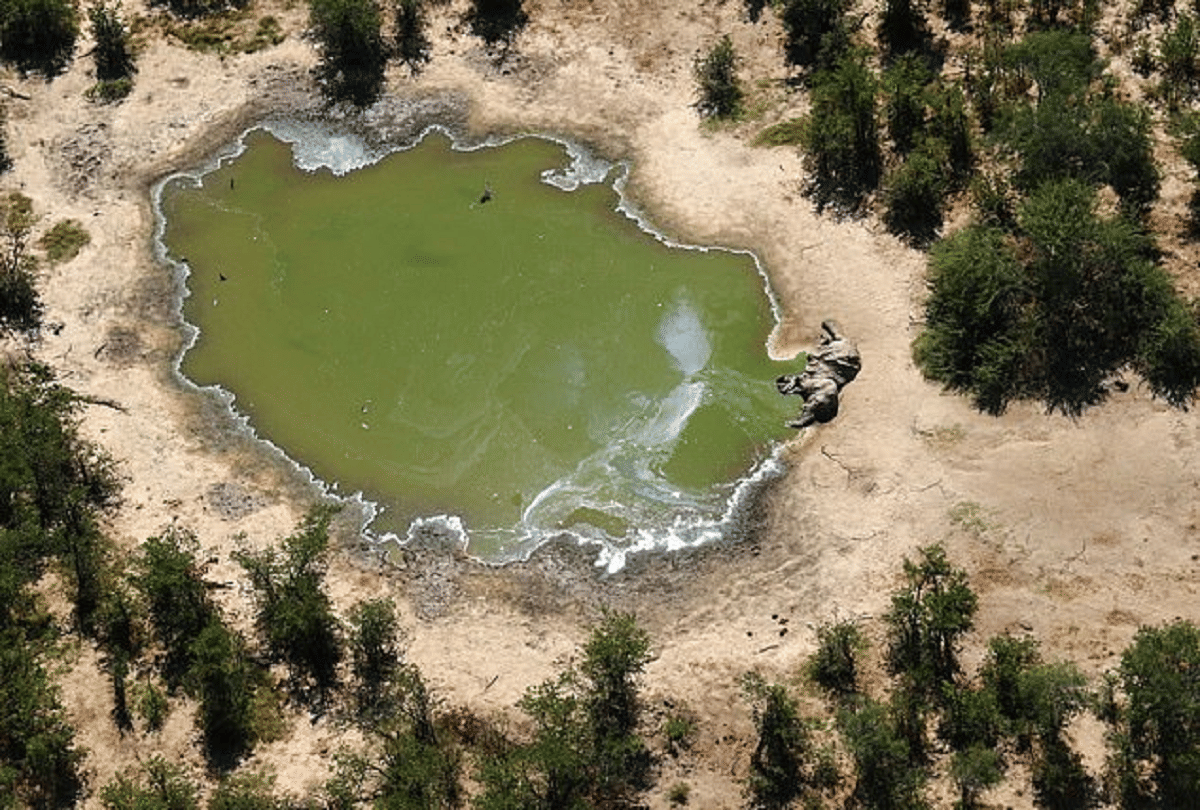 mysterious elephants death in south africa botswana amid coronavirus panademic