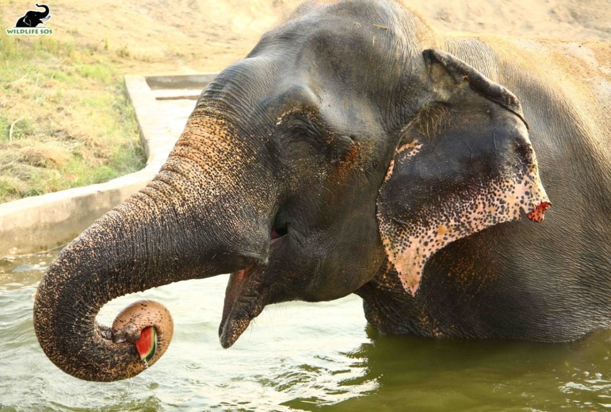Elephant Raju Celebrated Freedom In Wildlife SOS Elephant Conservation Center Mathura