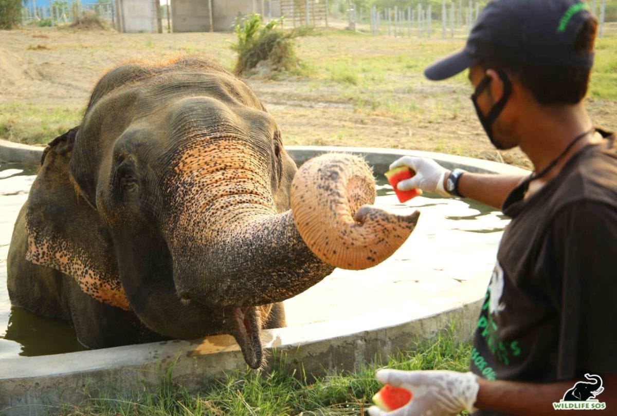 Elephant Raju Celebrated Freedom In Wildlife SOS Elephant Conservation Center Mathura