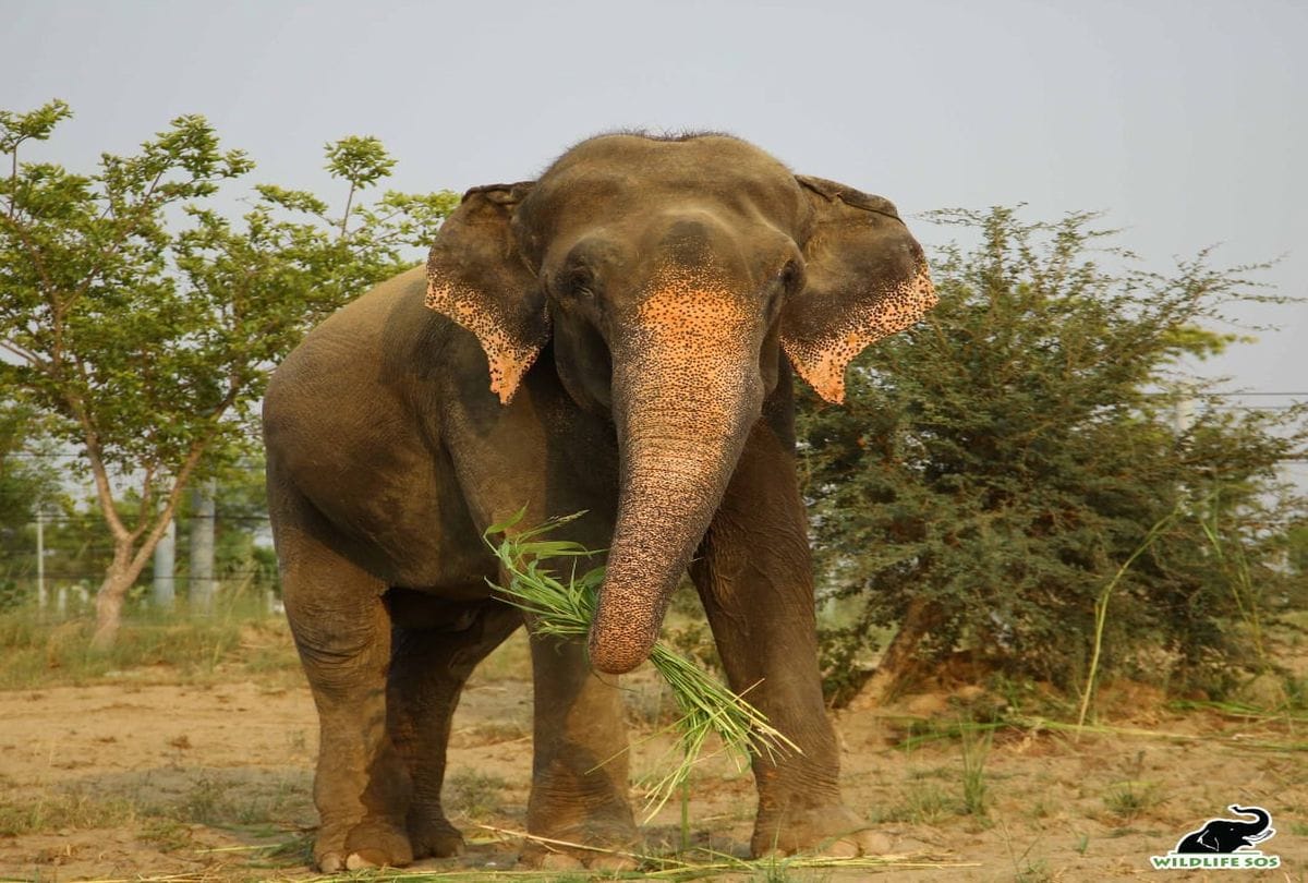 Elephant twins born for the first time in Sri Lanka