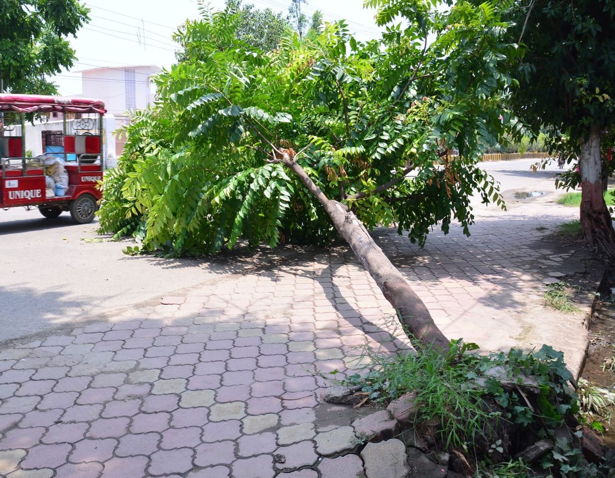 Power supply interrupted due to tree break