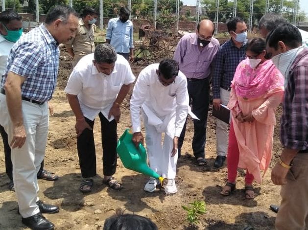 Plant saplings in school and sugar mill premises