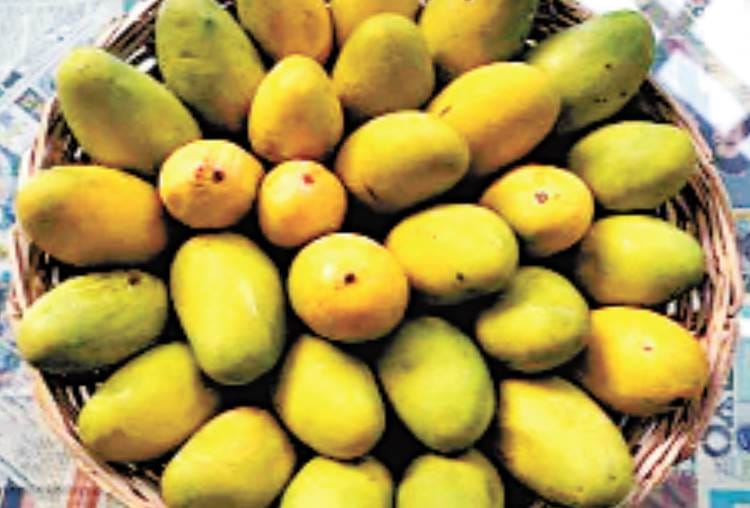 dashhari mango is cheaper then potato, tomato