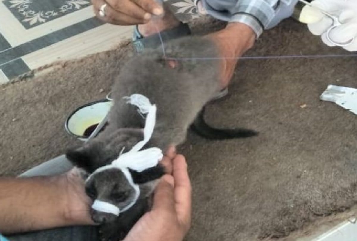 Musk Civet of extinct species spotted in Bharmour, Himachal