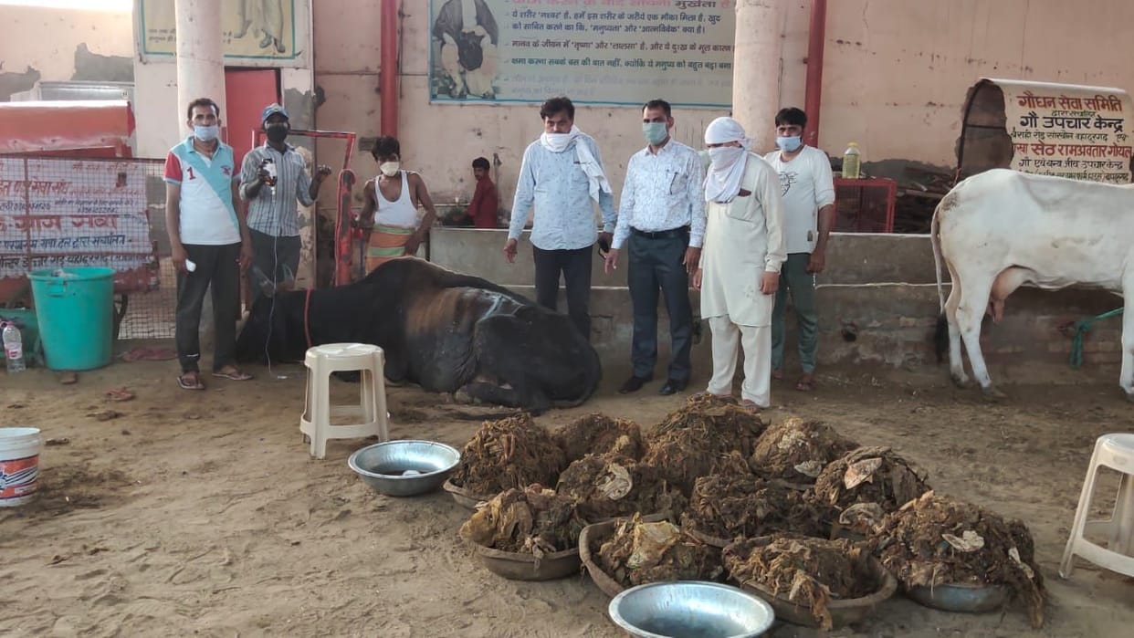 operation of cow dynasty