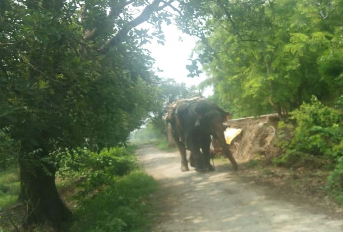 Uncontrollable elephant of Dadua Dacoit, elephant attacked in fatehpur