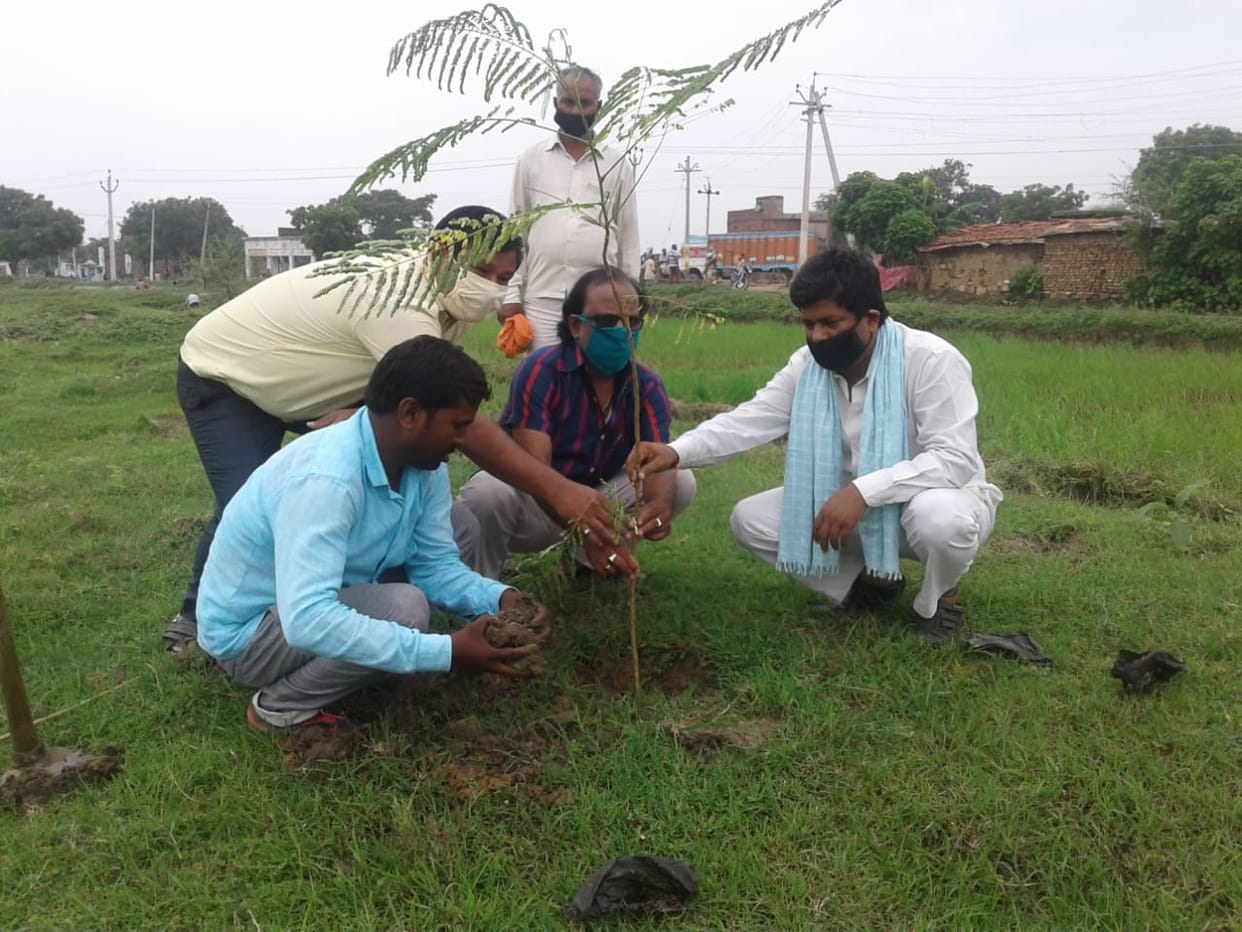 More than 53 lakh plants were planted