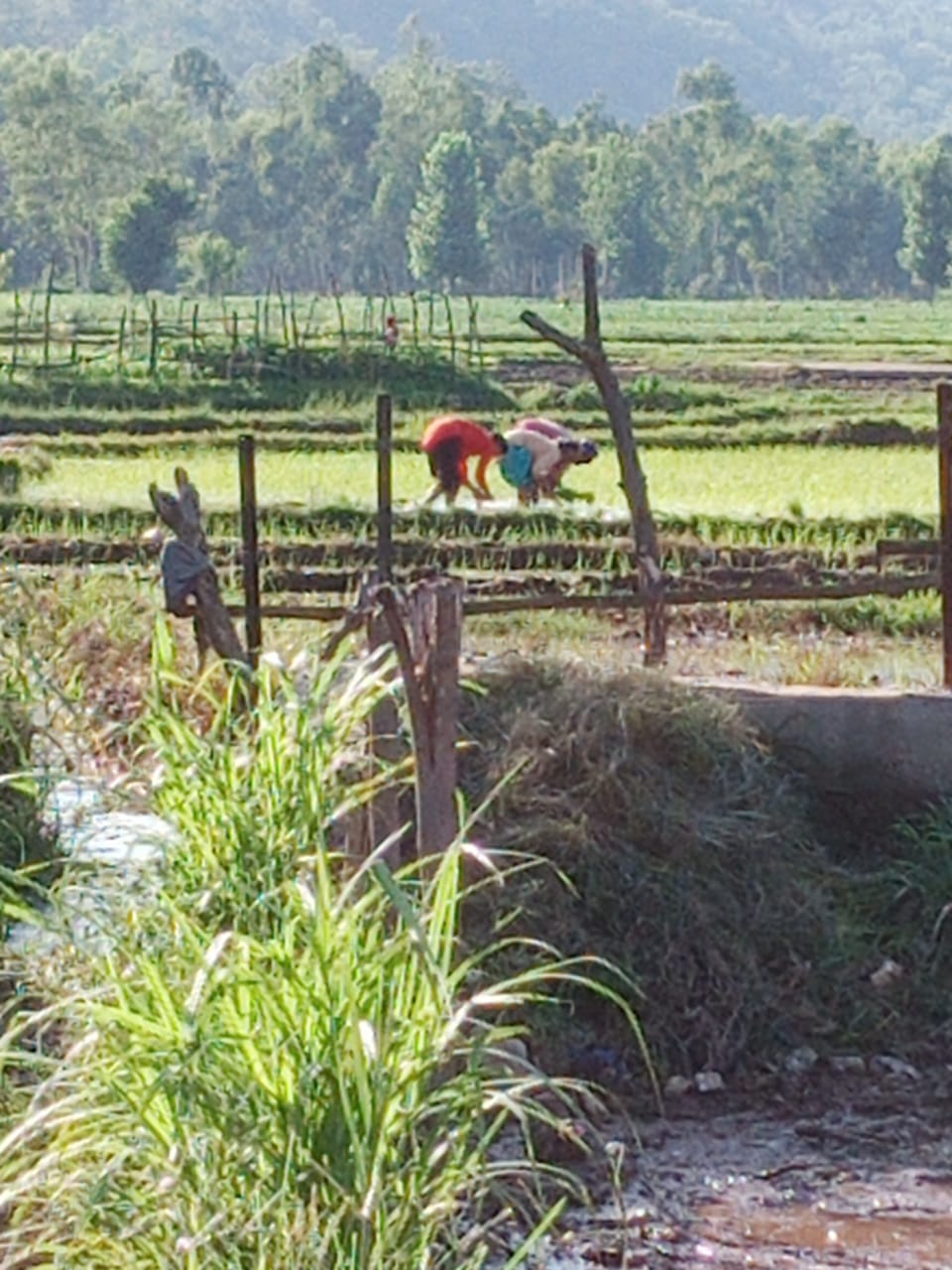Farmer happy, Rain